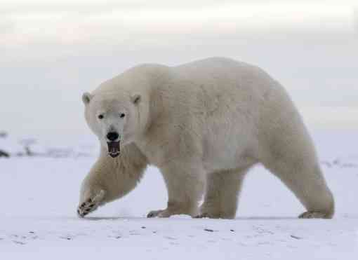 Polar bear walking in Arctic Refuge