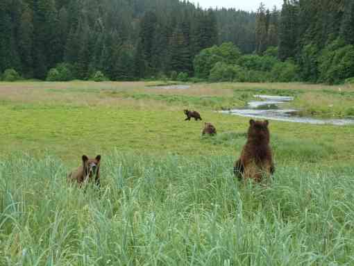 Grizzly bears Kootznoowoo Wilderness, Admiralty Island, Tongass National Forest, Alaska 