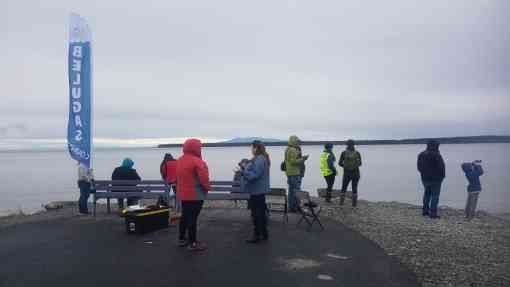 Ship Creek citizen scientists observing the port for belugas