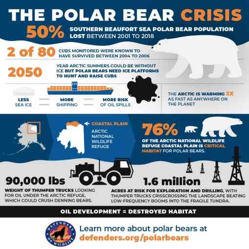Polar Bear Crisi Infographic
