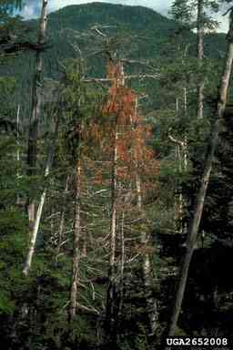 Yellow cedar decline symptoms 