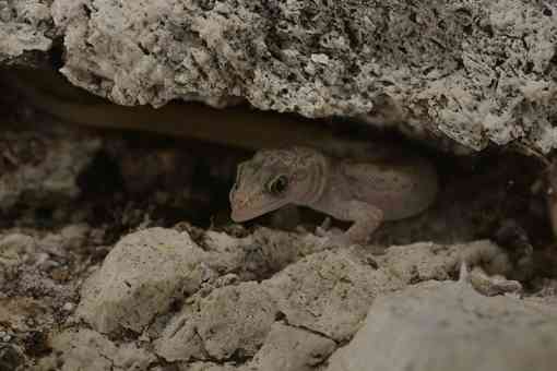 Monito gecko