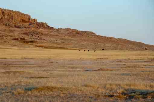 Fort belknap praidie dogs and bison 