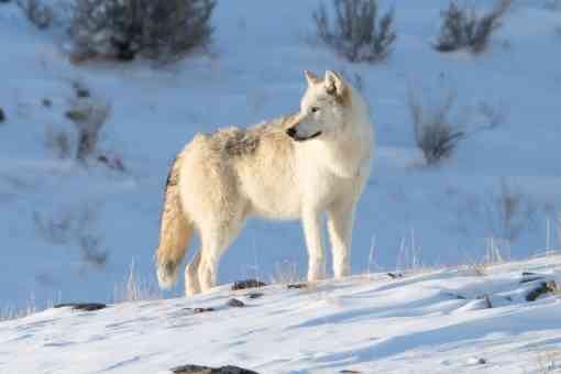 Alpha female of the Canyon pack Yellowstone NP