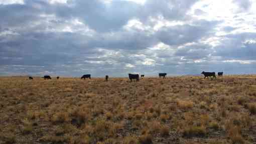 Cattle graze near the Trout Creek Mountains in southeastern Oregon