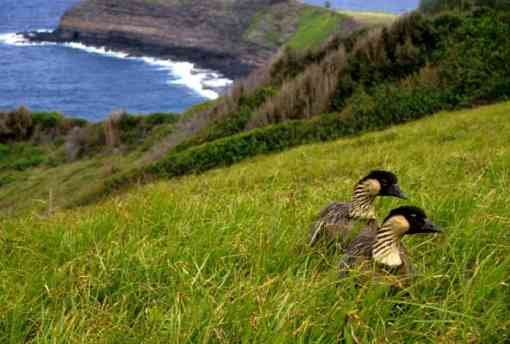 Nene, Hawaiian Goose 