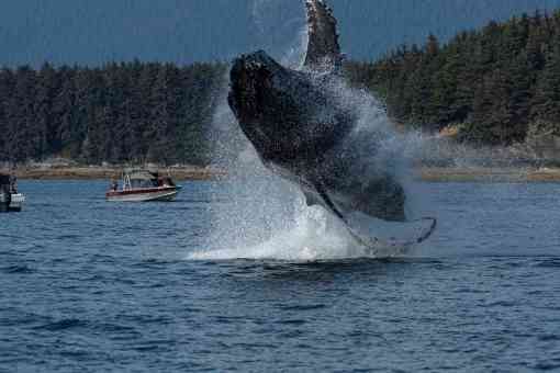 Adult humpback whale breaching in Southeast Alaska 