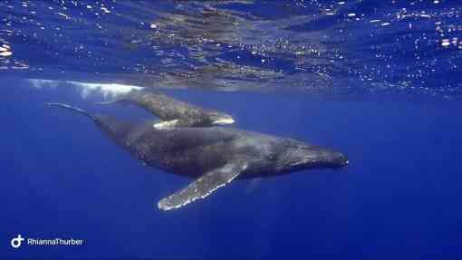 Humpback whale cow and calf pair in Hawaii 