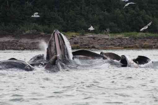 Humpback whales bubble net in Southeast Alaska