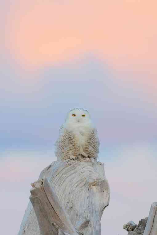 Snowy owl - Damon Point State Park, Washington