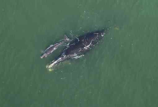Right Whale Catalog #3101- Harmonia with her Newborn Calf approx. 7 nautical miles off Cumberland Island, GA 