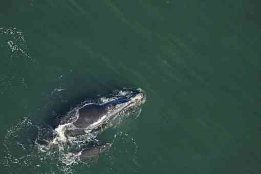 Right Whale #2360 “Derecha” with Injured Calf January 8, 2020