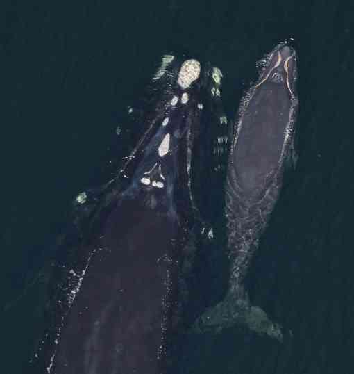 Right whale mother and calf March 20, 2010