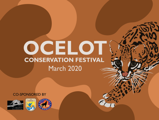 Ocelot conservation festival 2020