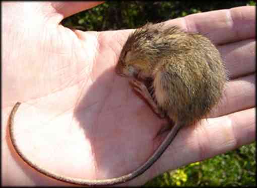 Prebles meadow jumping mouse