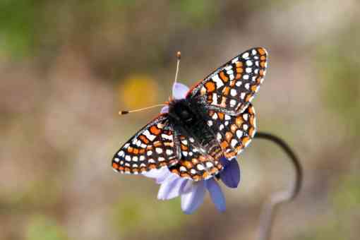 Quino checkerspot butterfly 