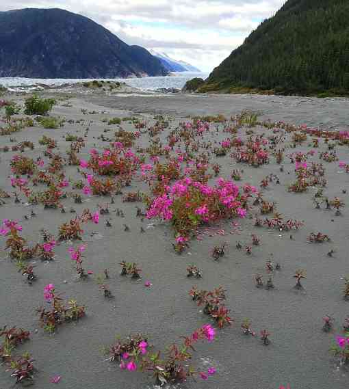 Spring Beauty Baird Glacier in the Tongass