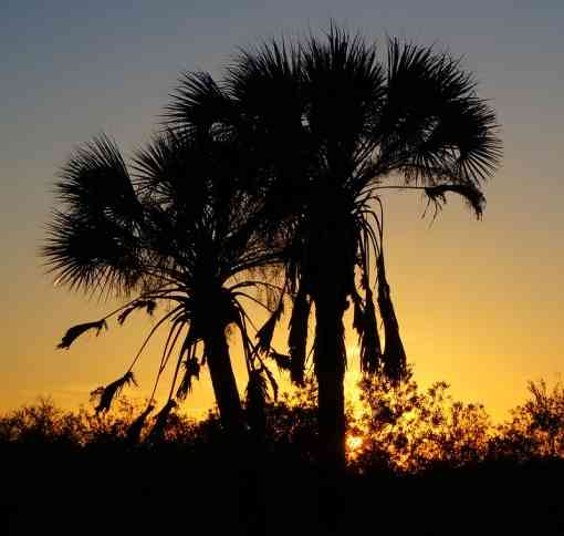 Sabal Palms at Sunset Big Cyrpress National Preserve 