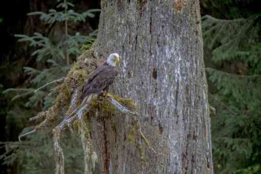 A bald eagle perched in a tree above Fish Creek in Hyder, Alaska