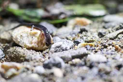 Salamander in The Qualla Boundary western NC