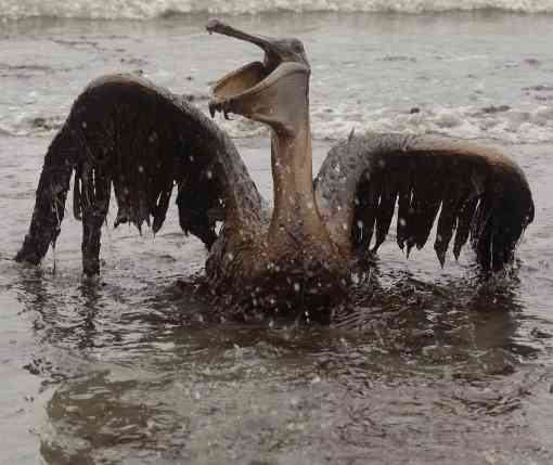 Oiled pelican after BP 