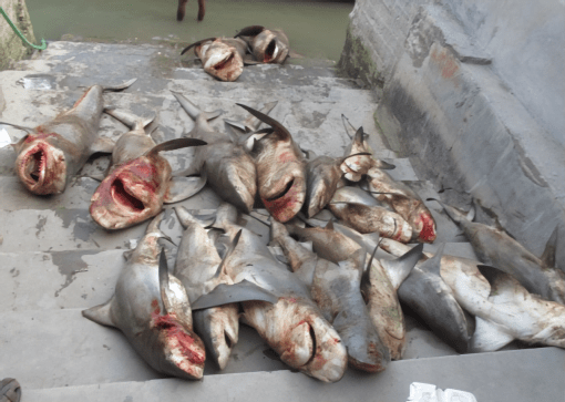 Dead sharks illegal shark fin trade