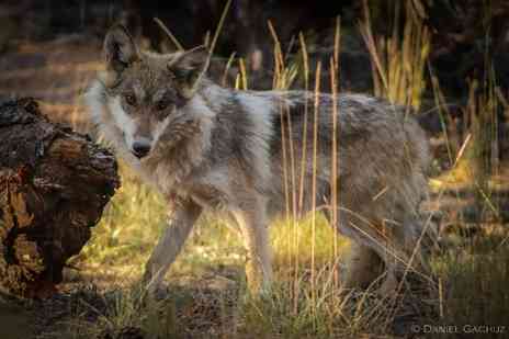 Wild mexican gray wolf pup 6 months old from Sheepherders Baseball Park Pack in New Mexico