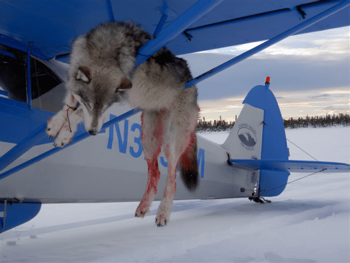 Bloody wolf killed with plane