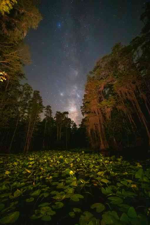 Lily pond in Okefenokee NWR
