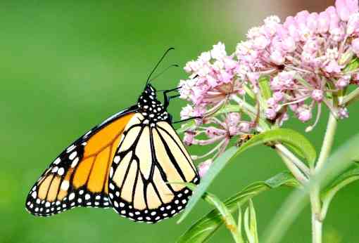 Monarch Butterfly on Swamp Milkweed Michigan