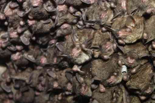 Cluster of endangered Indiana bats 