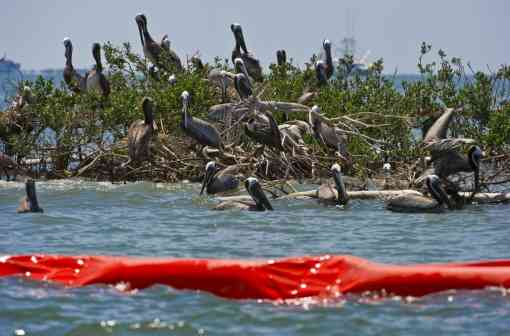Pelican rookery in LA after BP oil spill