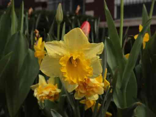 Daffodil in DC