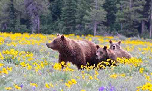 Grizzly mother and yearling cubs in Grand Teton NP in yellow flowers