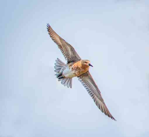Red knot flying