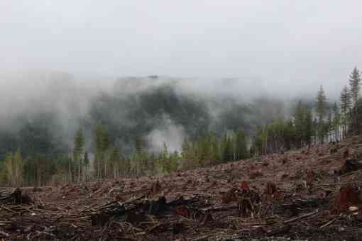 Logging deforestation habitat destruction