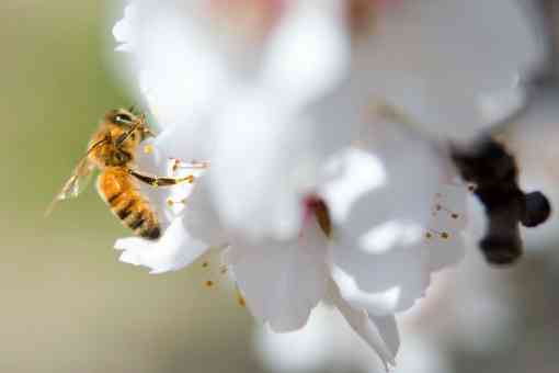 A bee pollinates an blossom in the almond orchard on Paramount Farms in McFarland, CA on Tuesday, Feb. 25, 2014