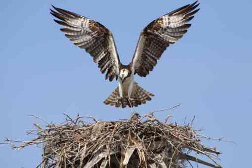Osprey landing on nest in Florida