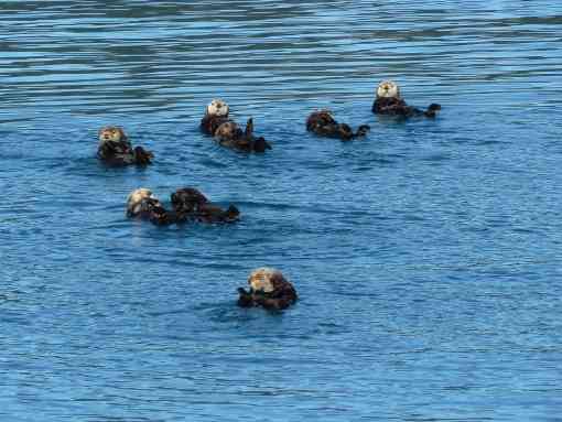 Sea otters floating in the water