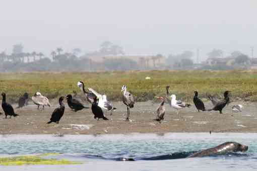 Biodiversity in Elkhorn Slough seal pelican gull heron