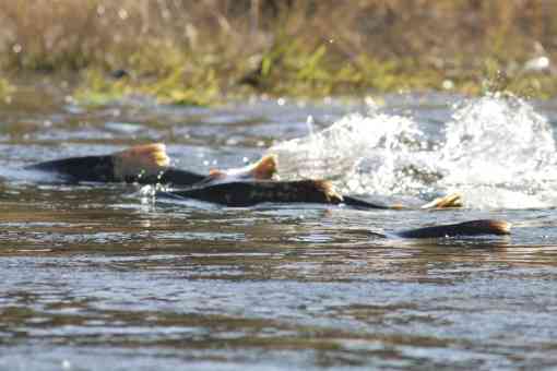 Chinook salmon on the Lower Tuolumne River in California's Central Valley