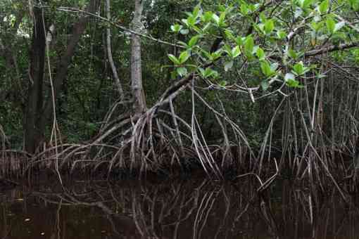 Scenic Mangroves on the Bear Lake Canoe Trail Everglades National Park 