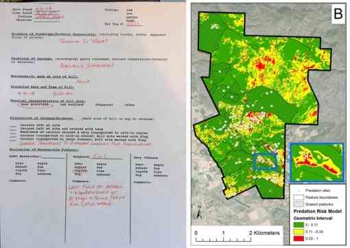 Fig. 1. We used records of coyote depredation on sheep (left) as data to model and map coyote predation risk (right). 