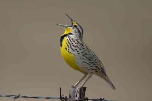 Singing meadowlark Kearney, Nebraska