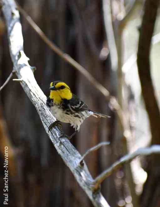Golden-cheeked warbler survey in Texas