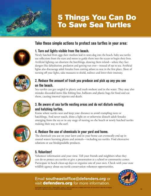 Five 5 things you can do to save sea turtles