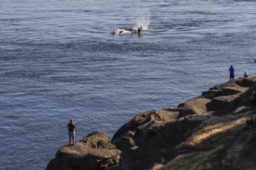 Saturna Island's East Point whale watching bluff, July 25 2018, the start of an encounter with J's and K's