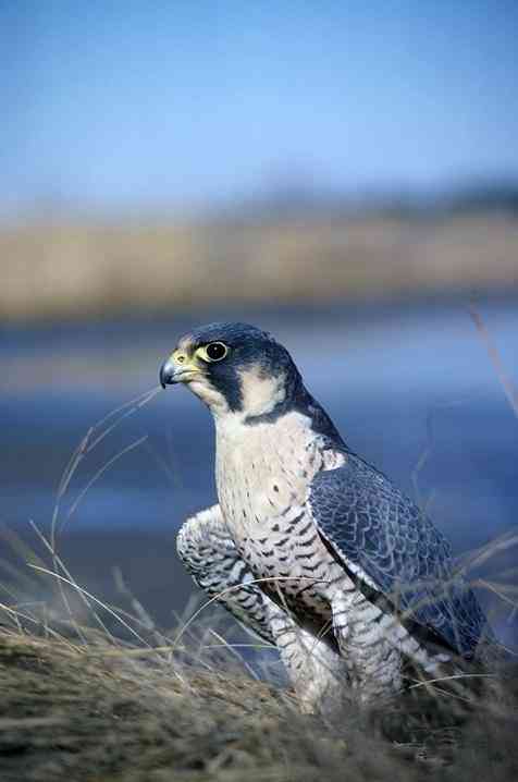 Peregrine falcon with wings outstretched
