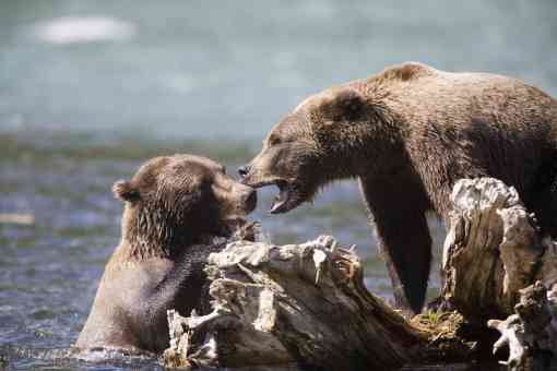 Grizzly Bears at the confluence of the Russian River and Kenai River, Kenai Peninsula, Chugach National Forest, Alaska.