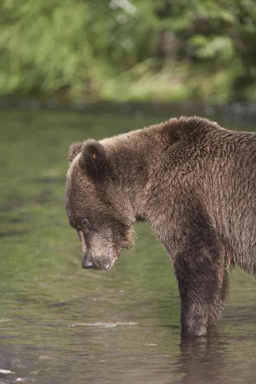 Grizzly Bear feeds in the Russian River, Kenai Peninsula, Chugach National Forest, Alaska.